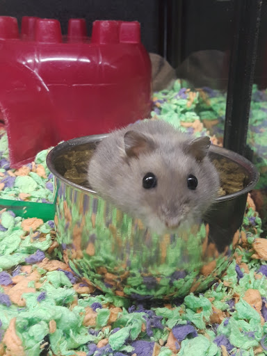 Pet Supply Store «PetSmart», reviews and photos, 13600 Baltimore Ave, Laurel, MD 20707, USA