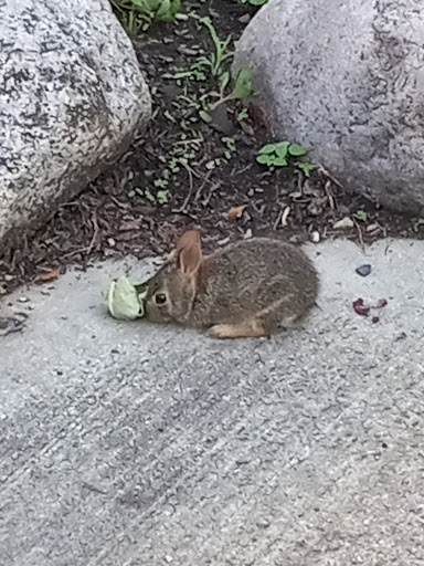 Park «Devonshire Park», reviews and photos, 4422 Greenwood St, Skokie, IL 60076, USA