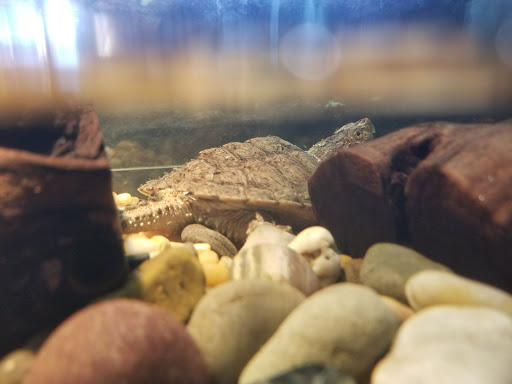 Reptile Store «MOC Reptiles», reviews and photos, 643 NE 125th St, North Miami, FL 33161, USA
