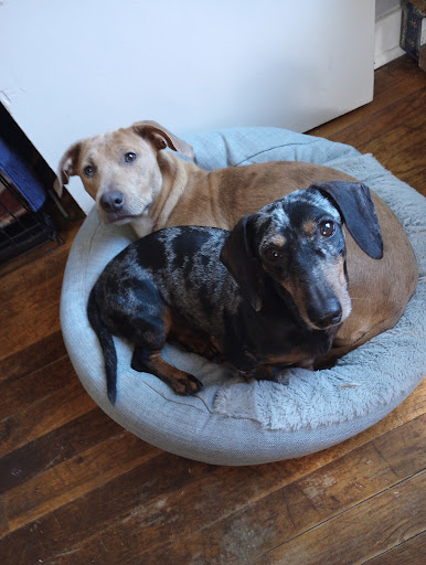 Walton Way Veterinary Clinic: Vann Jennifer DVM image