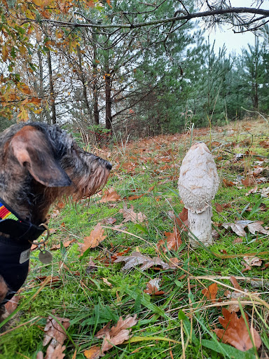 Rigtig Hundemad Faxe in Faxe, Faxe