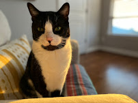 Fido N Friends - Photo 4 - Car repair in , Virginia Beach