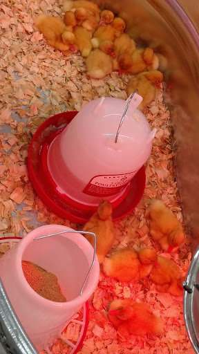 Home Improvement Store «Tractor Supply Co.», reviews and photos, 180 Great Oaks Trail a, Wadsworth, OH 44281, USA