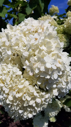 Wine Store «Atlantic Liquors», reviews and photos, 19108 Coastal Hwy # 1, Rehoboth Beach, DE 19971, USA