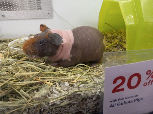 Pet Supply Store «Petco Animal Supplies», reviews and photos, 1150 El Camino Real #167, San Bruno, CA 94066, USA