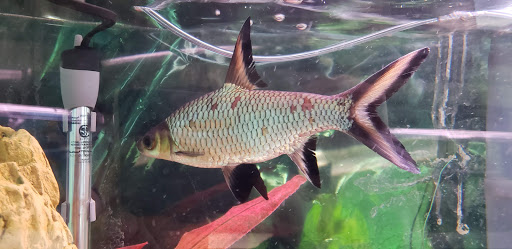 Tropical Fish Store «Trop Aquarium», reviews and photos, 3125 E Tropicana Ave D, Las Vegas, NV 89121, USA