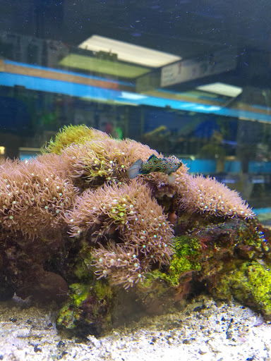 Pet Store «Laconia Pet Center», reviews and photos, 1343 Union Ave, Laconia, NH 03246, USA