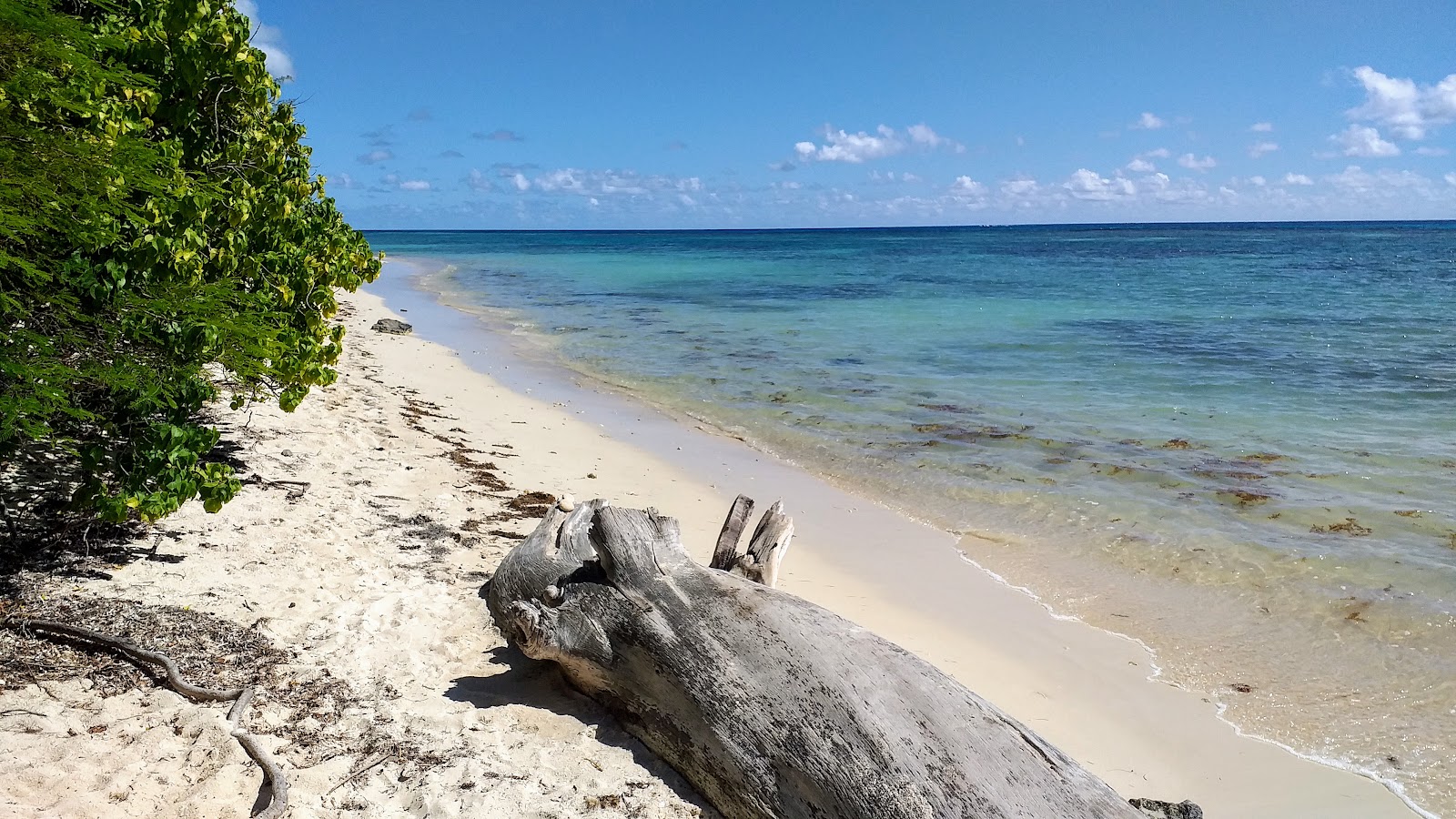 Anse du Mancenillier Beach photo #8