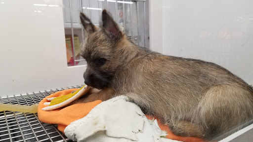 Pet Store «Petland», reviews and photos, 351 Diederich Blvd, Ashland, KY 41101, USA