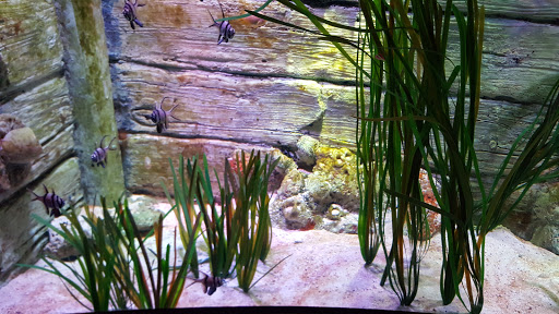 Amusement Center «LEGOLAND at Discovery Center Kansas City», reviews and photos, 2475 Grand Blvd, Kansas City, MO 64108, USA