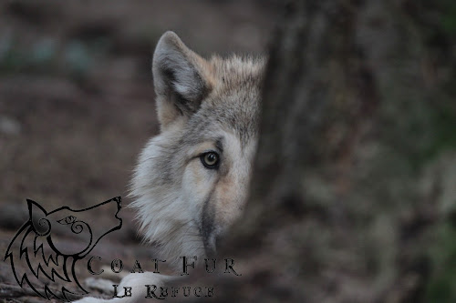 Lupi-Les Loups de Coat Fur à Lescouët-Gouarec