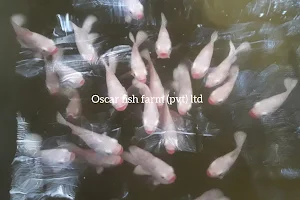 Oscar Fish Farm (Pvt) Ltd image