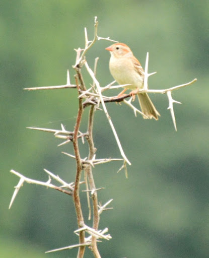Nature Preserve «Elk and Bison Prairie», reviews and photos, Elk & Bison Prairie Rd, Golden Pond, KY 42211, USA