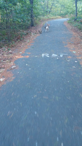 Hiking Area «Stony Brook Reservation», reviews and photos, Turtle Pond Pkwy, Hyde Park, MA 02136, USA