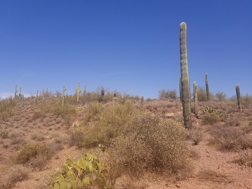 Tourist Attraction «Apache Trail Tours», reviews and photos, 4650 N Mammoth Mine Rd, Apache Junction, AZ 85119, USA