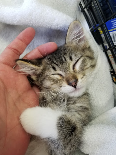 Pet Supply Store «At Your Services Pet Supplies», reviews and photos, 55 S Valle Verde Dr #300, Henderson, NV 89012, USA