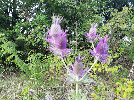 Park «Forney Community Park», reviews and photos, 241 S Farm to Market 548, Forney, TX 75126, USA