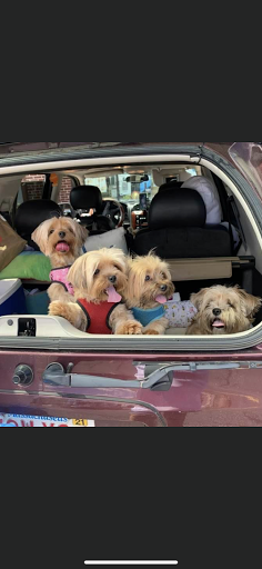 Pet Supply Store «Pet Supplies Plus», reviews and photos, 1665 VFW Pkwy, West Roxbury, MA 02132, USA