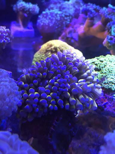 Aquarium «1st Class Aquarium», reviews and photos, 1167 Bay St, Staten Island, NY 10305, USA