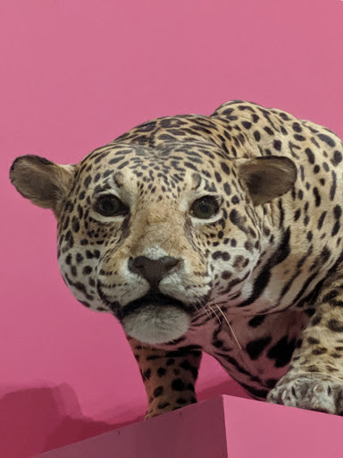 Museum «New Jersey State Museum», reviews and photos, 205 W State St, Trenton, NJ 08608, USA