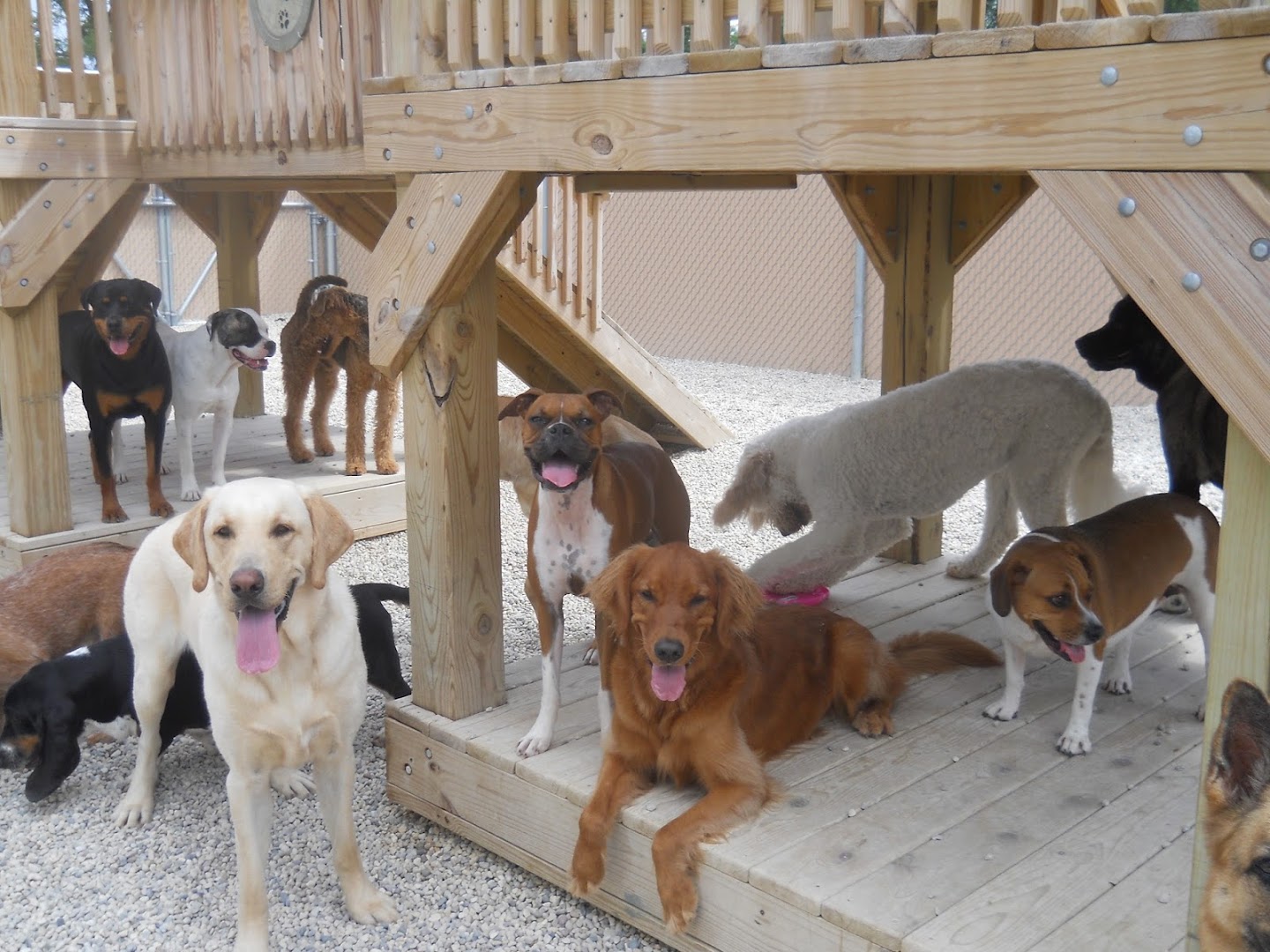 Shag Bark Pet Retreat & Spa
