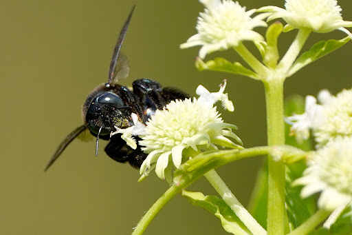 Tourist Attraction «Shark Valley Tram Tours», reviews and photos, 36000 SW 8th St, Miami, FL 33194, USA