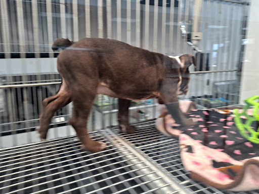 Pet Store «Petland Topeka», reviews and photos, 1801 SW Wanamaker Rd, Topeka, KS 66614, USA