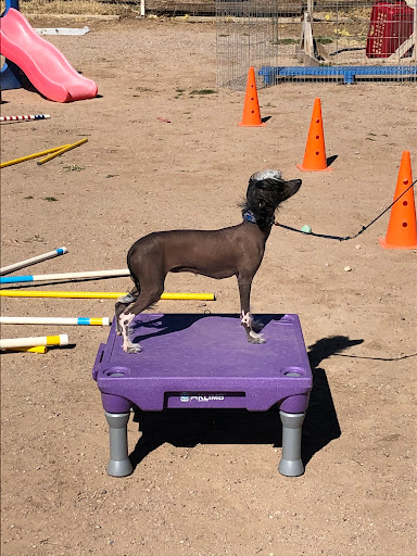 Laughing Dog Farm