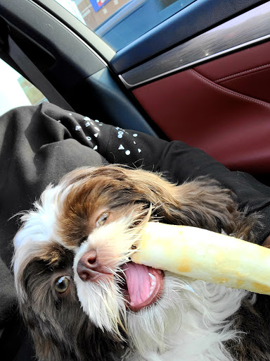 Pet Supply Store «Pet Supplies Plus», reviews and photos, 9430 W 159th St, Orland Park, IL 60467, USA