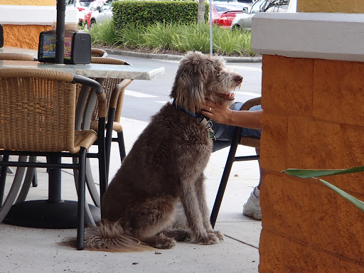 Tex-Mex Restaurant «Tijuana Flats», reviews and photos, 23100 FL-54, Lutz, FL 33549, USA