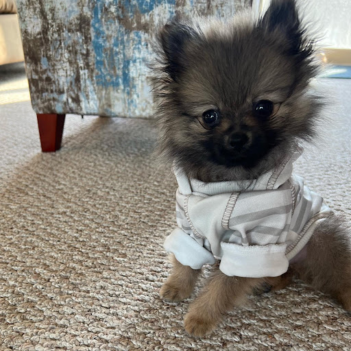 Pet Supply Store «Woof Woof Puppies & Boutique», reviews and photos, 29555 Northwestern Hwy, Southfield, MI 48034, USA