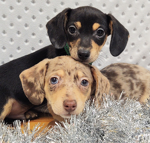 Pet Store «Four Paws and a Tail», reviews and photos, 120 Northtown Dr, Blaine, MN 55434, USA