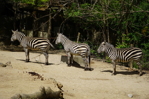 Zoo «Cincinnati Zoo & Botanical Garden», reviews and photos, 3400 Vine St, Cincinnati, OH 45220, USA