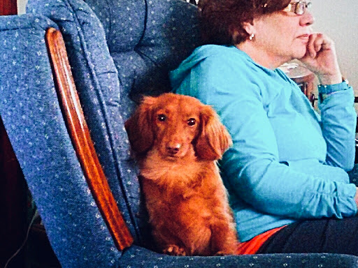 Pet Supply Store «Petco Animal Supplies», reviews and photos, 10235 Indianapolis Blvd, Highland, IN 46322, USA