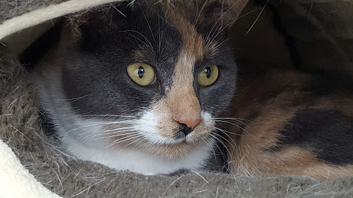 Pet Supply Store «Pet Supplies Plus», reviews and photos, 1433 E Main St, Owosso, MI 48867, USA