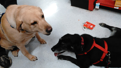 Pet Supply Store «Petco Animal Supplies», reviews and photos, 473 State Rd, North Dartmouth, MA 02747, USA