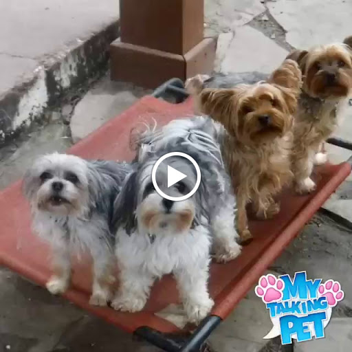 House Cleaning Service «We Clean 4 You», reviews and photos, 594 Sawdust Rd, The Woodlands, TX 77380, USA