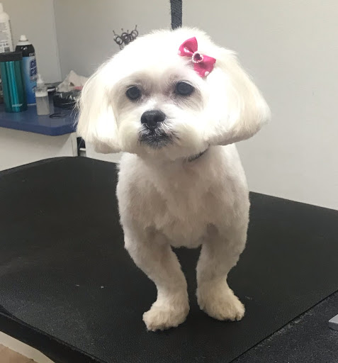 Pet Supply Store «Animal House Grooming & Quality», reviews and photos, 229 W Absecon Blvd, Absecon, NJ 08201, USA