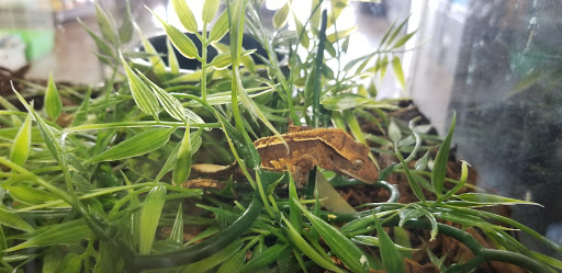 Pet Store «Wildside Pets», reviews and photos, 1042 N Higley Rd #105, Mesa, AZ 85205, USA