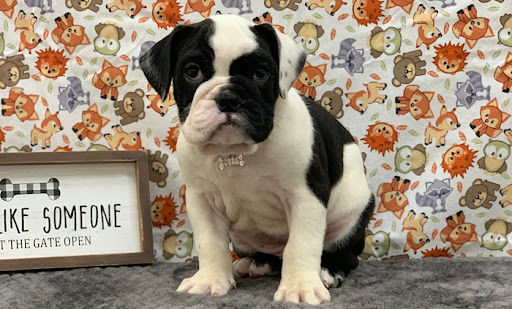 Pet Store «Happiness Is Pets», reviews and photos, 15 W Golf Rd, Arlington Heights, IL 60005, USA