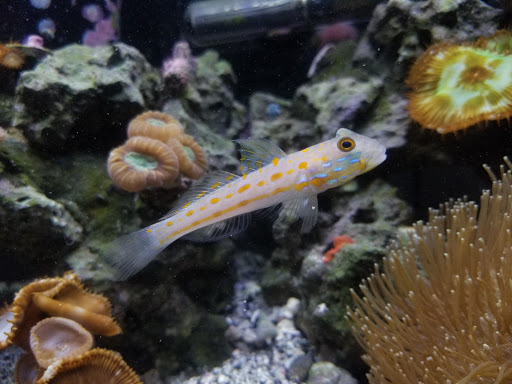 Aquarium «Aquatic Design & Development Group, LLC», reviews and photos, 1725 SW 17th St, Ocala, FL 34471, USA