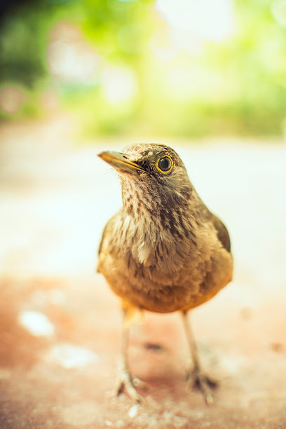 Pablo Martínez Olivares - Fotógrafo