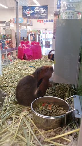 Pet Store «PetSmart», reviews and photos, 3152 Phoenix Center Dr, Washington, MO 63090, USA
