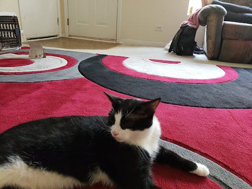 Pet Supply Store «PetSmart», reviews and photos, 1550 Butterfield Rd, Downers Grove, IL 60515, USA