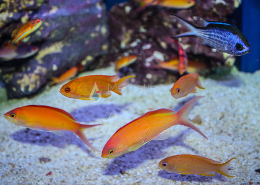 Tropical Fish Store «Manhattan Aquariums», reviews and photos, 522 W 37th St, New York, NY 10018, USA