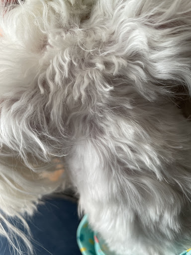 Pet Supply Store «PetSmart», reviews and photos, 4824 211th St, Matteson, IL 60443, USA