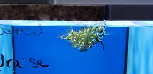 Aquarium «Nemos Aquarium», reviews and photos, 4051 Stone Mountain Hwy, Snellville, GA 30039, USA