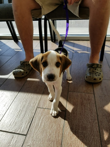 Mt. Pleasant Vet Clinic image