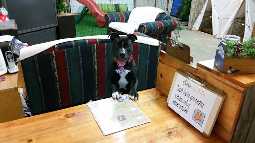 Camp Kiss-A-Pet image