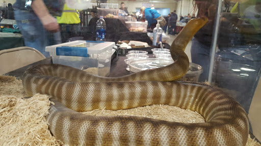 Pet Store «Kalamazoo Reptile Show», reviews and photos, 2900 Lake St, Kalamazoo, MI 49048, USA
